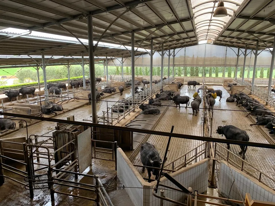 Paestum Temples & Buffalo Mozzarella Tour-6